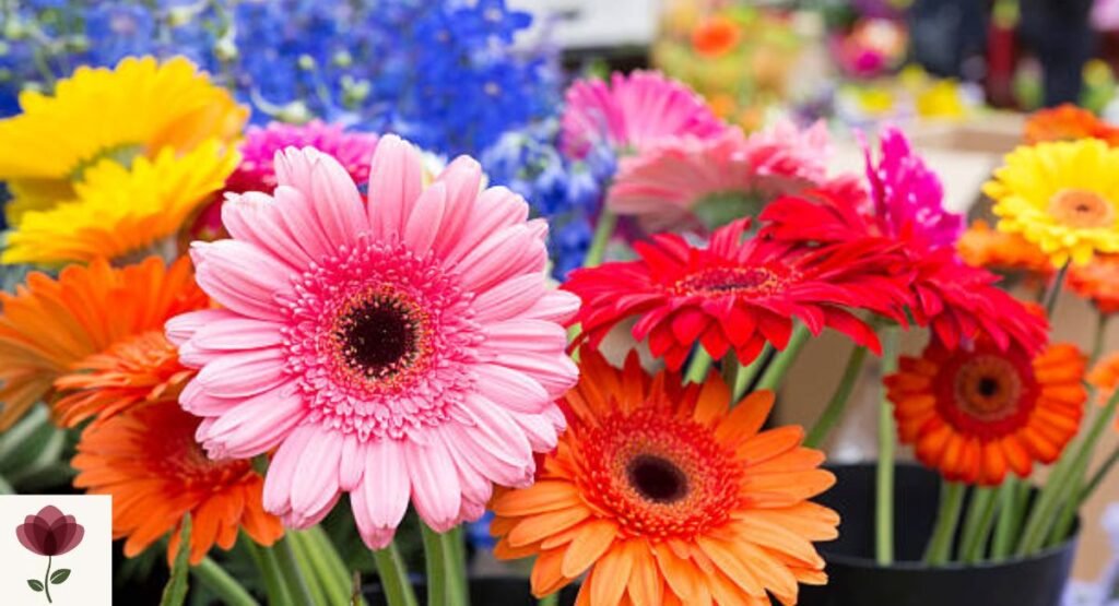 Gerbera (Gerbera jamesonii)