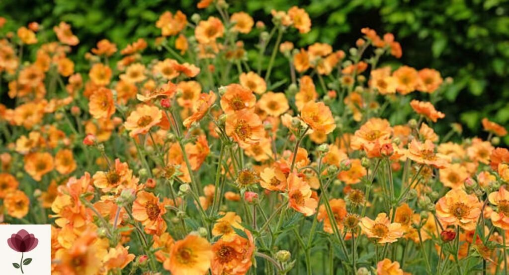 Geum (Geum spp.)