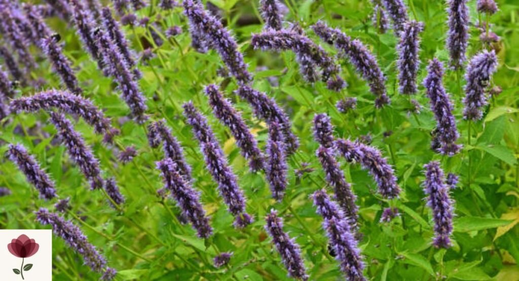 Giant Hyssop (Agastache spp.)