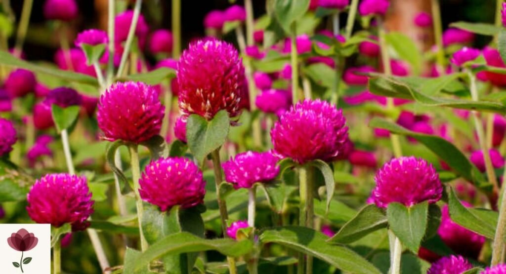 Globe Amaranth (Gomphrena globosa)