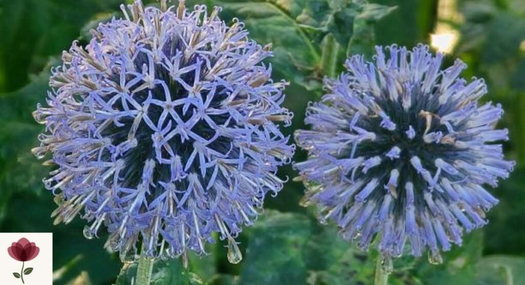 Globe Thistle (Echinops spp.)
