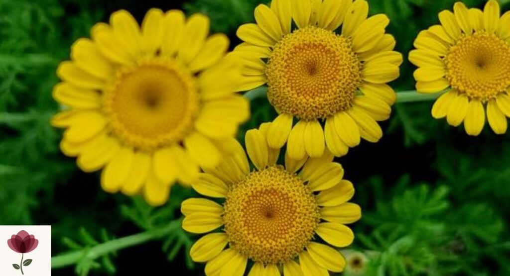 Golden Chamomile (Cota tinctoria)