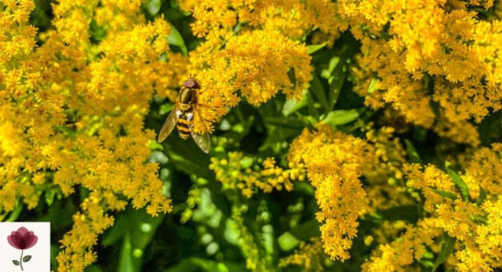Goldenrod (Solidago spp.)
