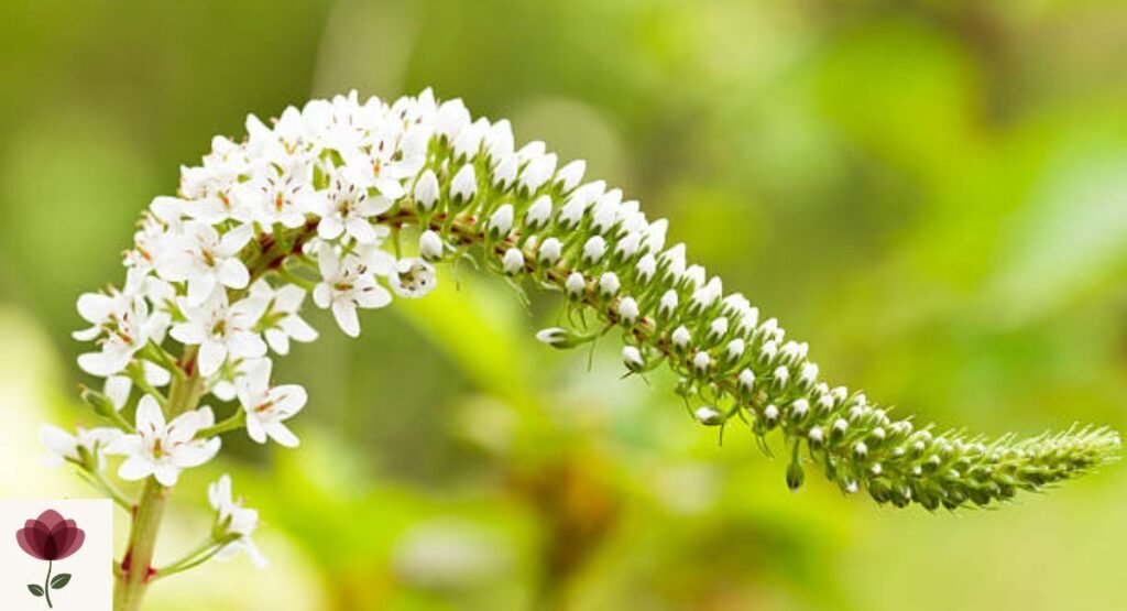 Gooseneck Loosestrife (Lysimachia clethroides)