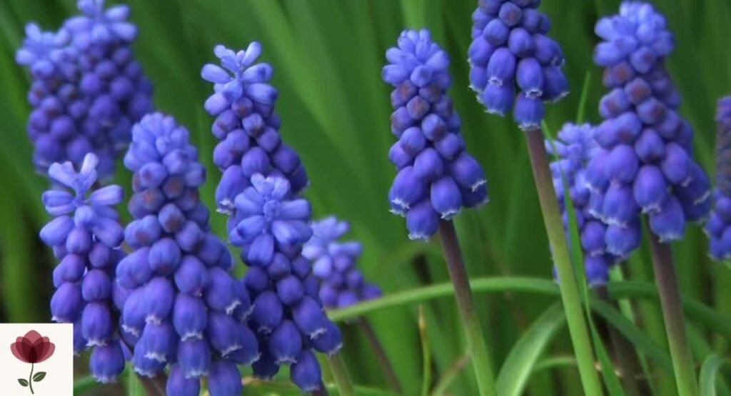 Grape Hyacinth (Muscari spp.)