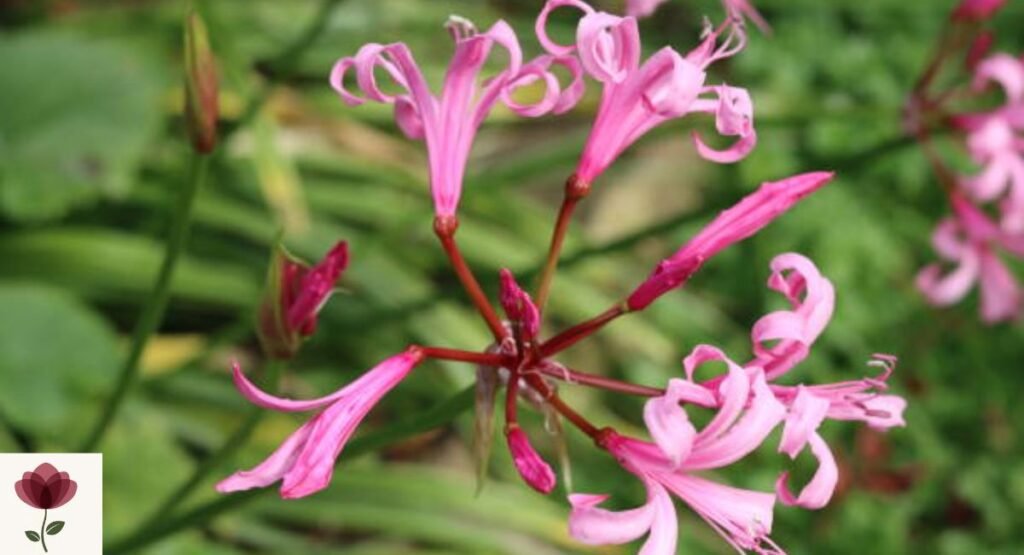 Guernsey Lily (Nerine bowdenii)