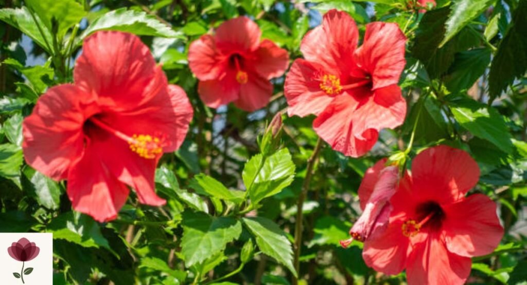 Gumamela (Hibiscus rosa-sinensis)