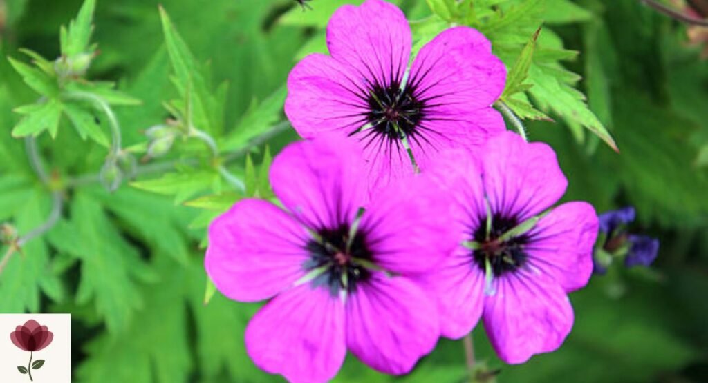 Hardy Geranium