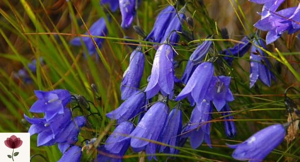 Harebell