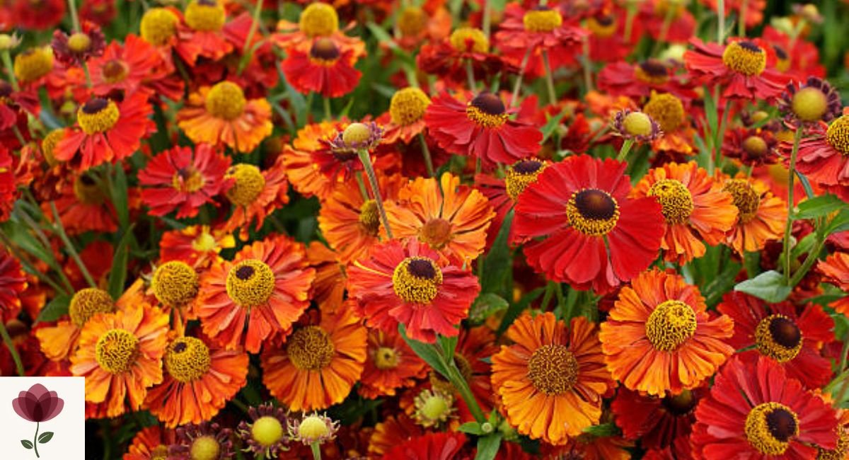 Helenium