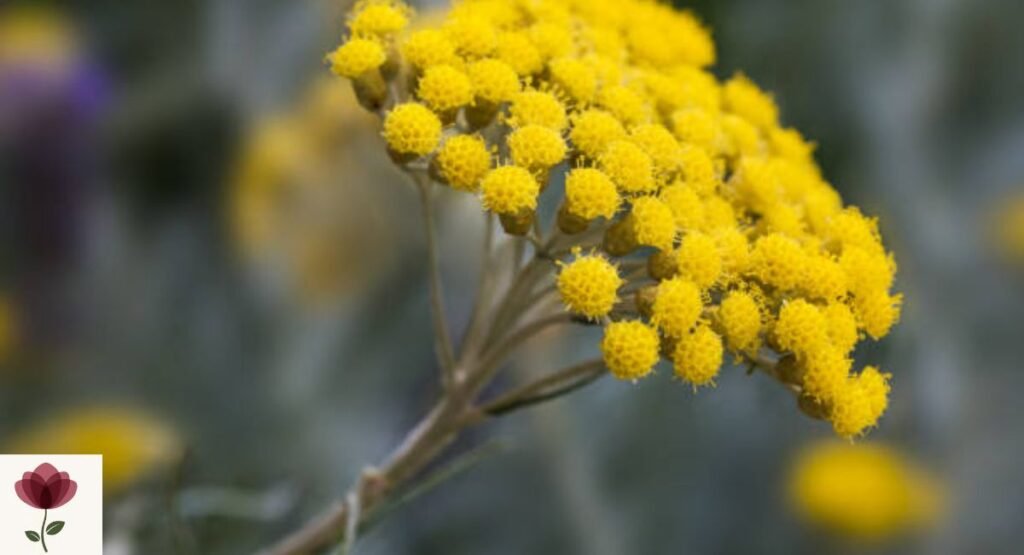 Helichrysum