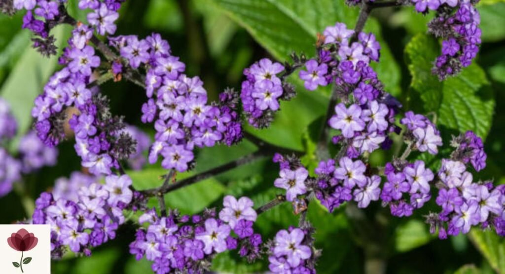 Heliotrope