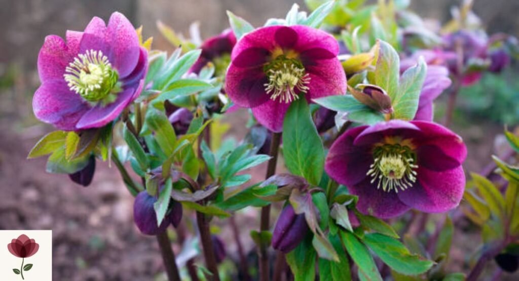 Hellebore