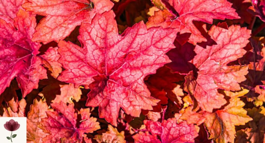 Heuchera