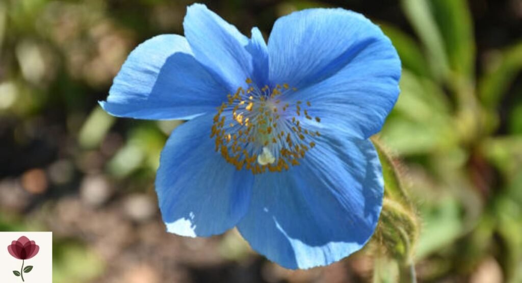 Himalayan Blue Poppy