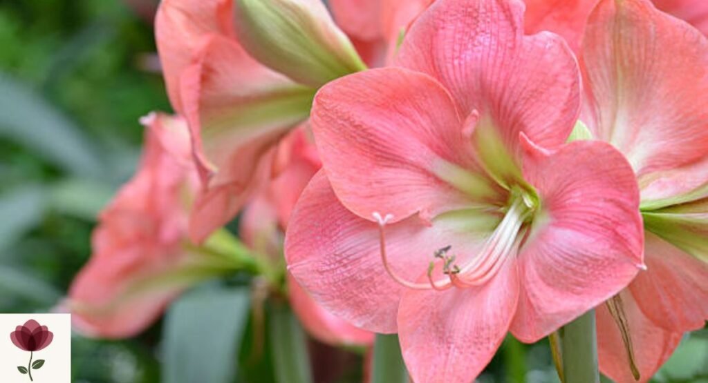 Hippeastrum