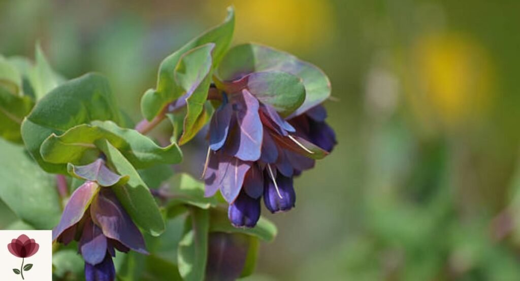 Honeywort