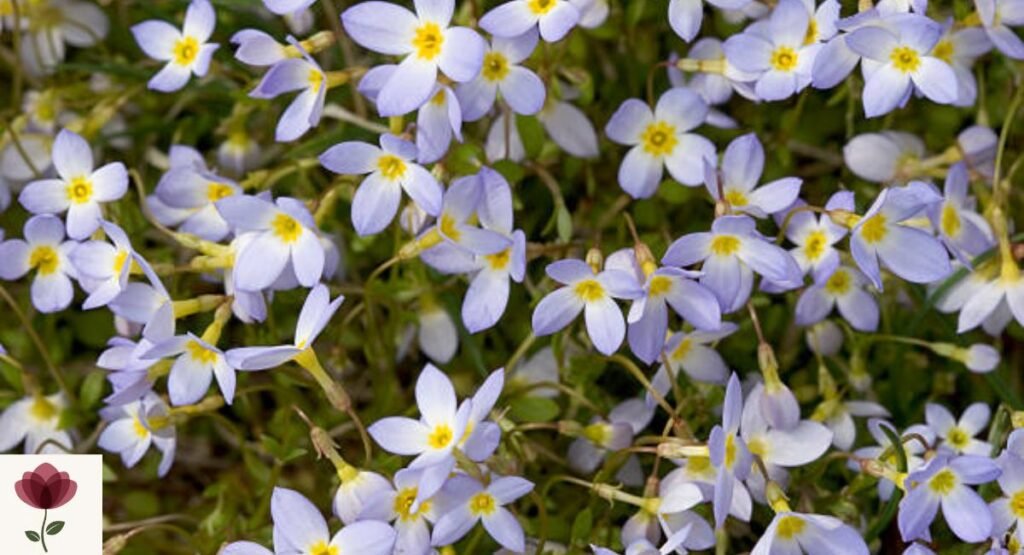 Houstonia