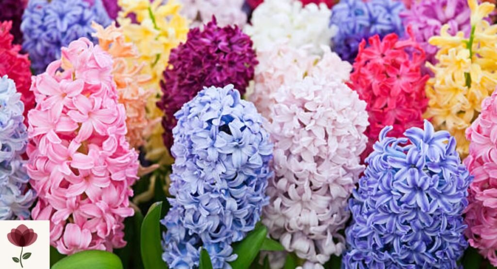 Hyacinth
