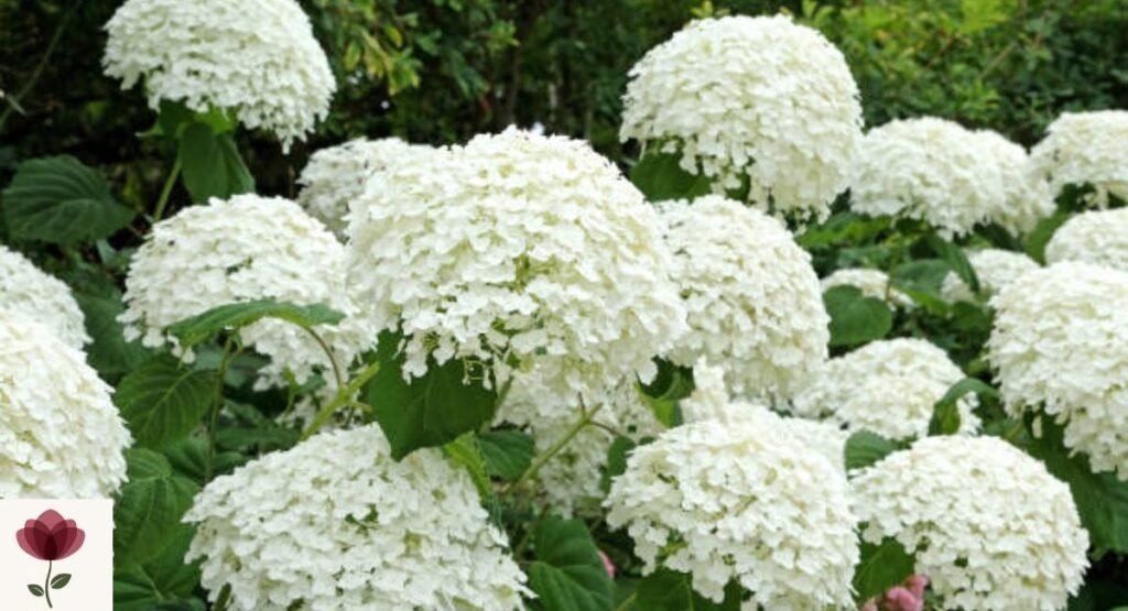 Hydrangea