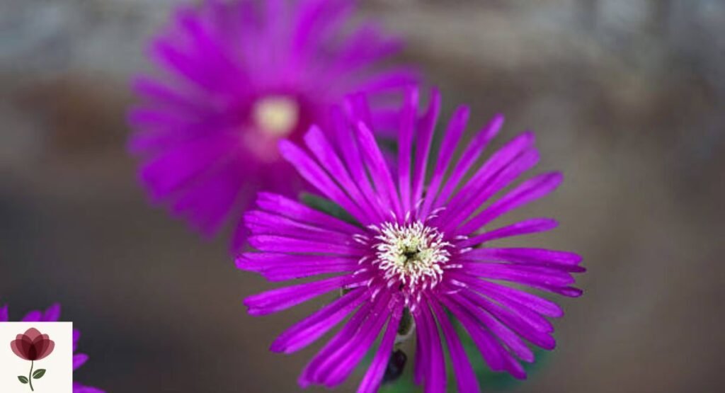 Ice Plant