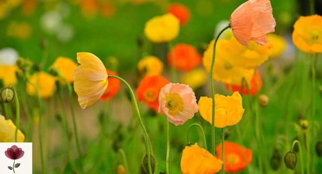 Iceland Poppy