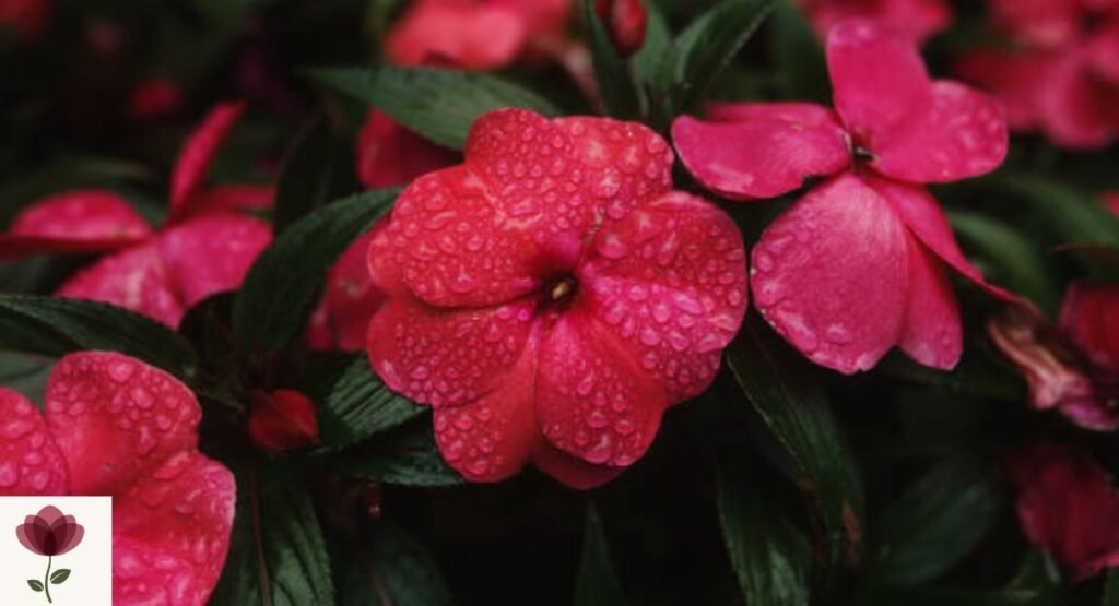 Impatiens