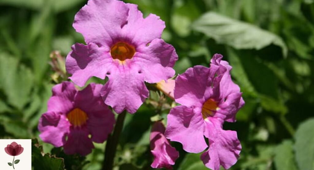 Incarvillea