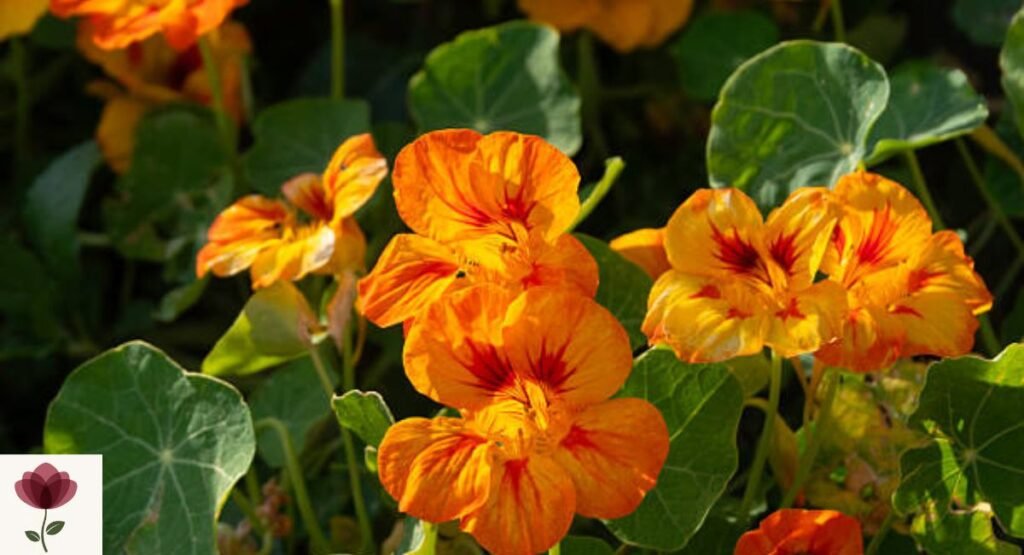 Indian Cress (Nasturtium)
