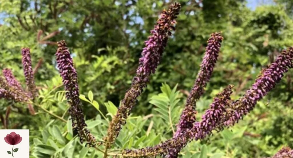 Indigo Bush