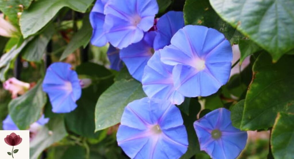 Ipomoea (Morning Glory)