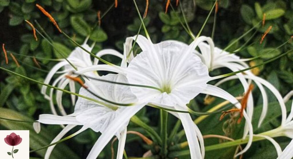 Ismene (Spider Lily)