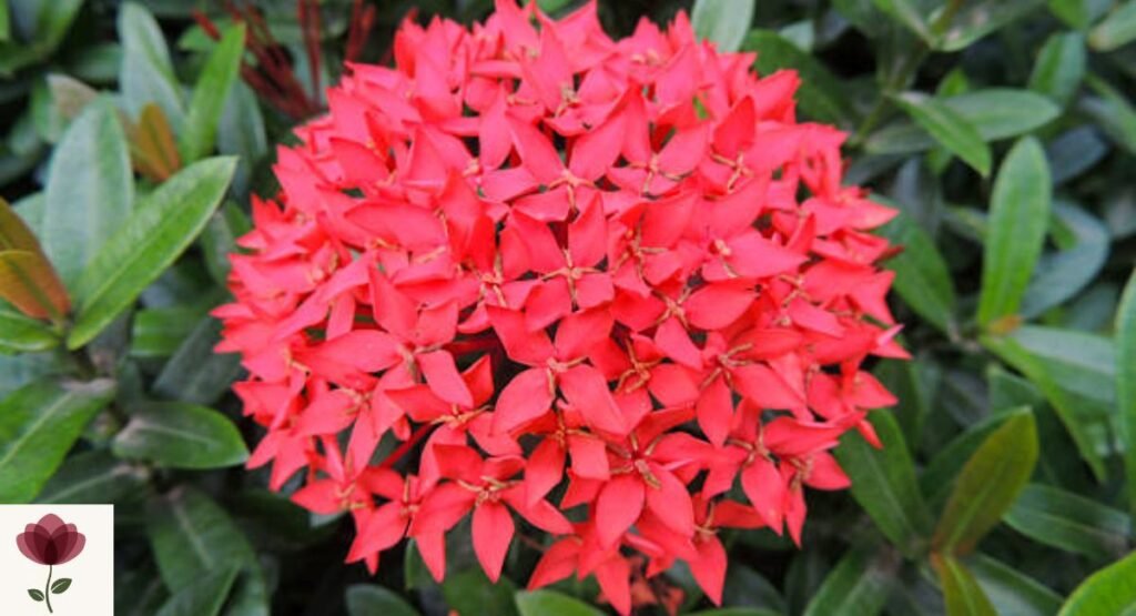 Ixora