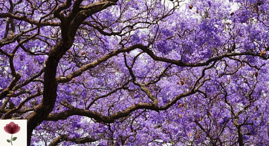 Jacaranda