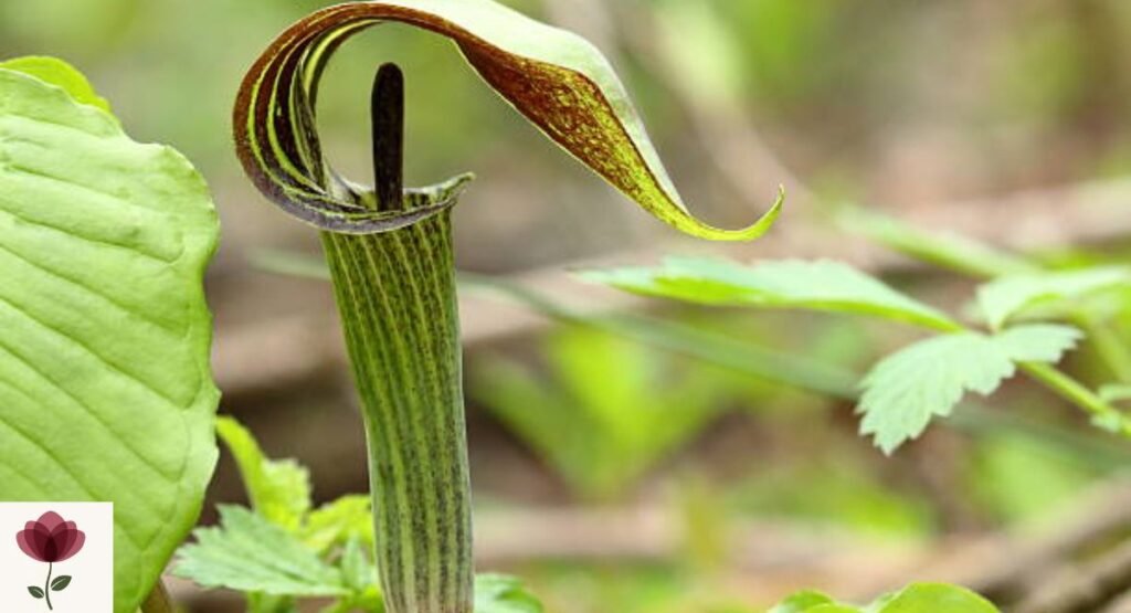 Jack-in-the-Pulpit