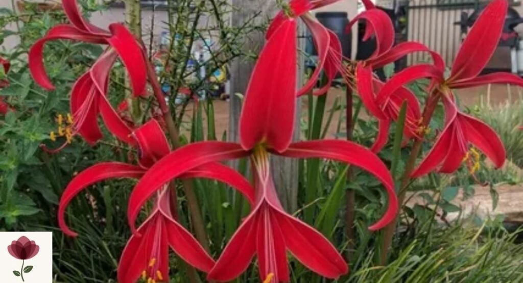Jacobean Lily