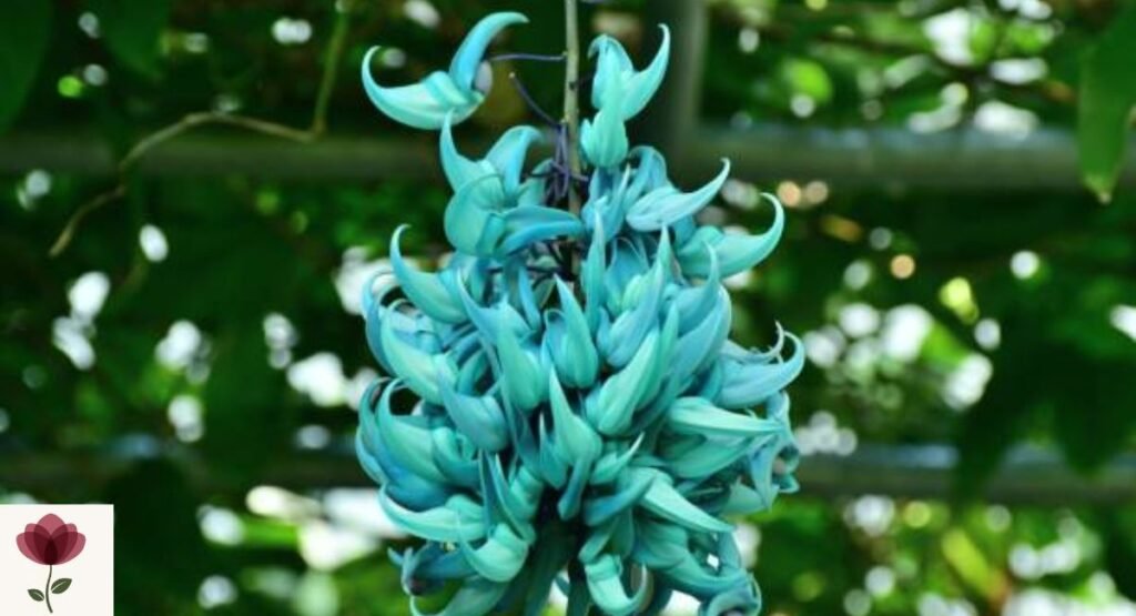 Jade Vine