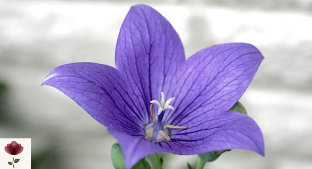 Japanese Bellflower