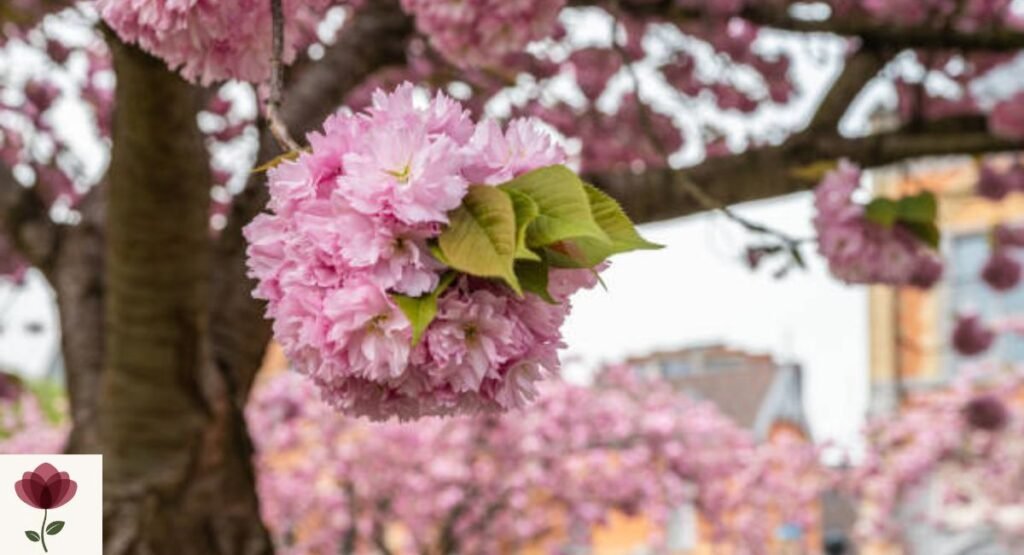 Japanese Cherry Blossom
