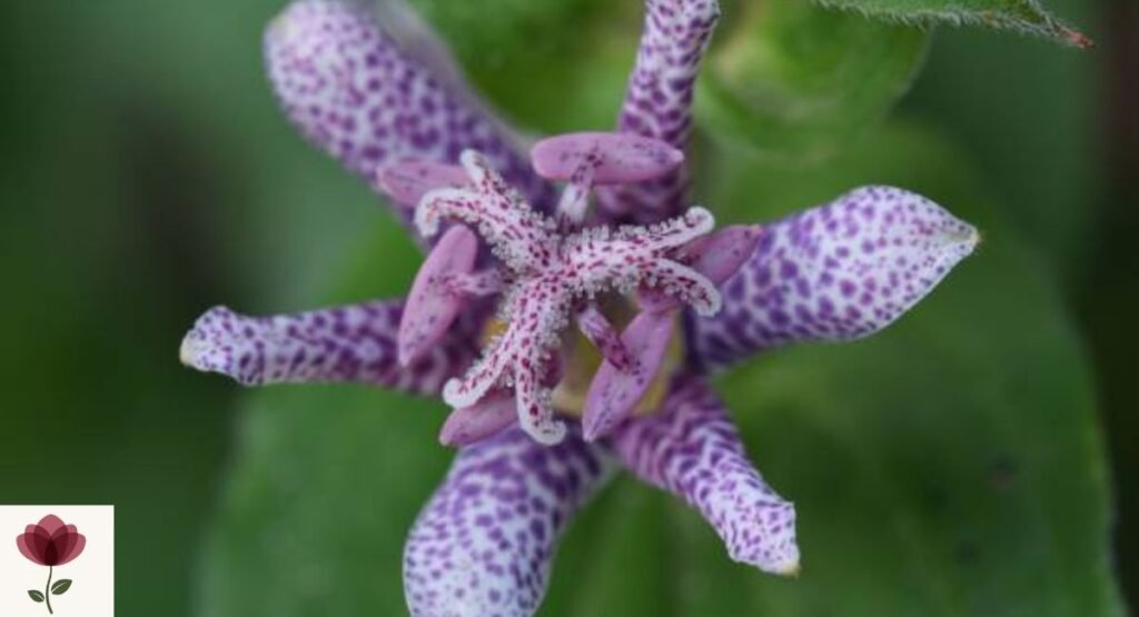 Japanese Toad Lily