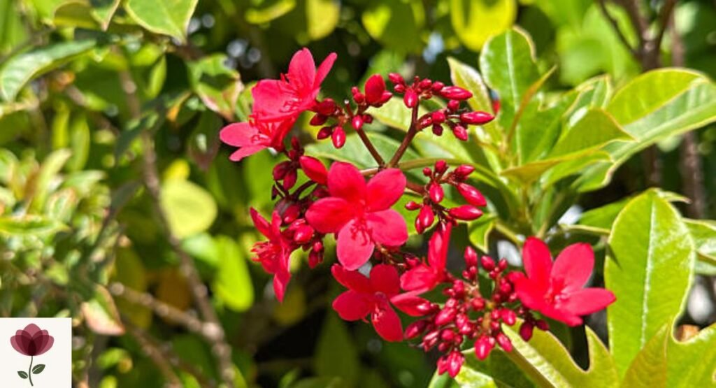 Jatropha