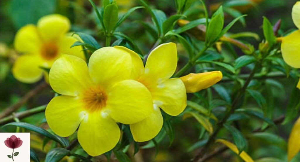 Jessamine
