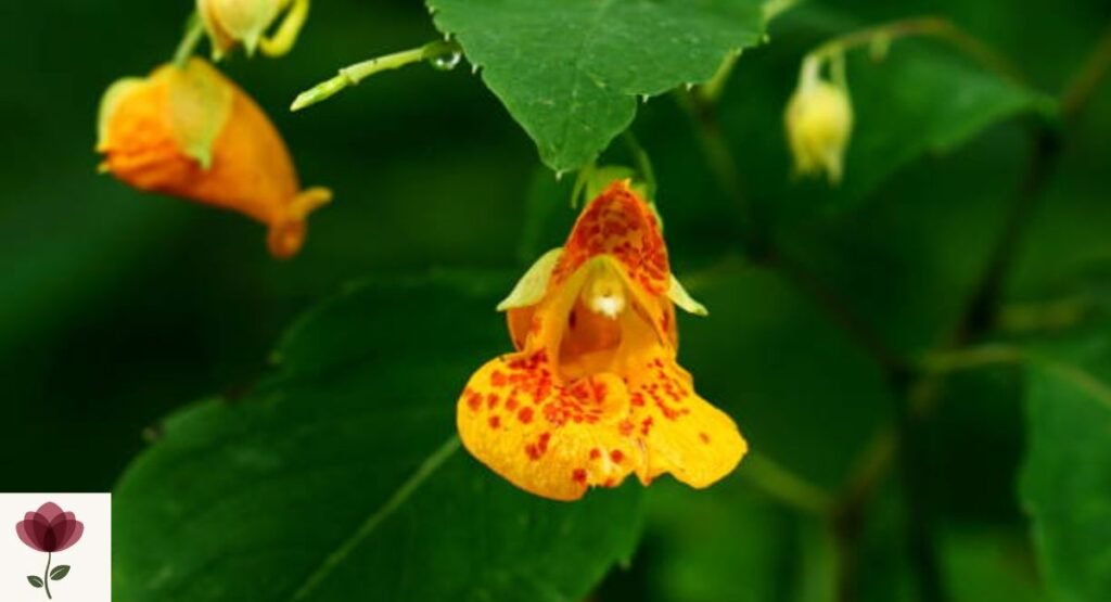 Jewelweed
