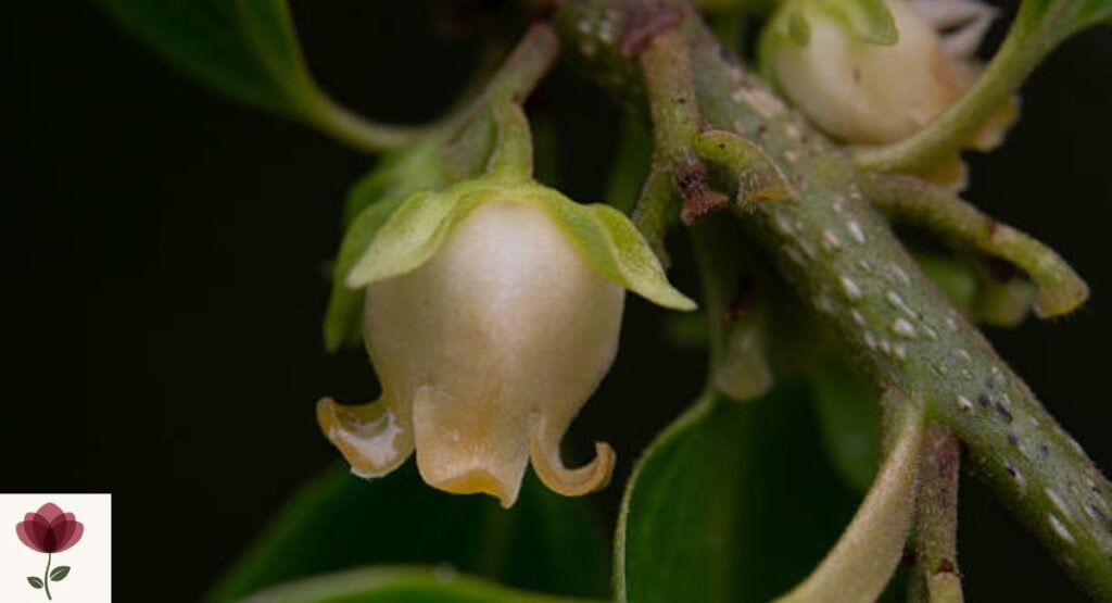 Kaffir Plum Flower