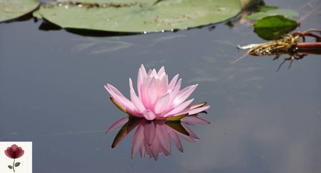 Kashmir Lily