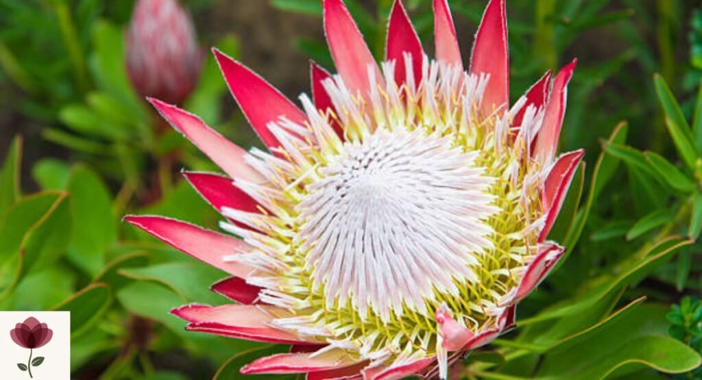 King Protea