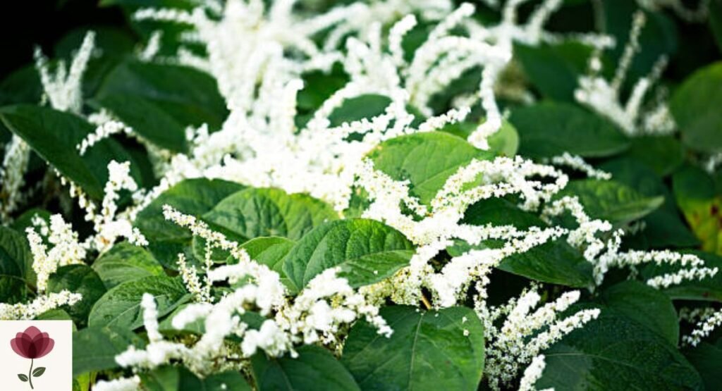 Knotweed