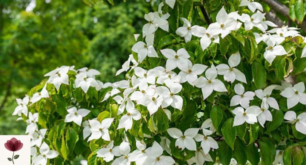 Kousa Dogwood