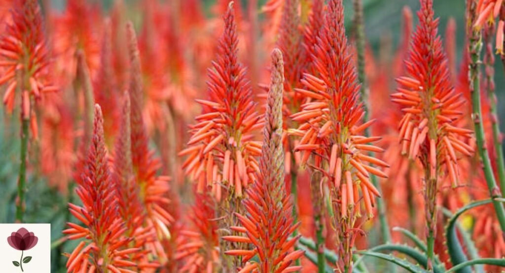 Krantz Aloe