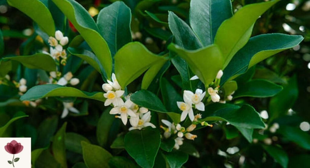 Kumquat Blossom